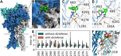 Diclofenac and other non-steroidal anti-inflammatory drugs (NSAIDs) are competitive antagonists of the human P2X3 receptor